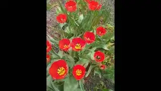 Сад  и цветы