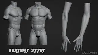 Anatomy study