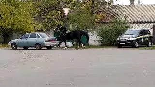 Оригинальный способ наружной транспортировки лошади :)