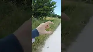 Calabrone dentro l'abitacolo e pneumatico sgonfio