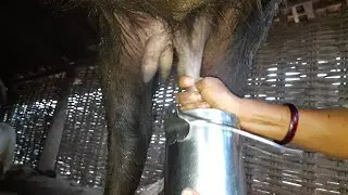 Morning milking procedure
