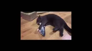 Cat Toy Fish USB Electric Charging Simulation Fish Catnip Cat Pet Chew Bite Interactive Cat Toys