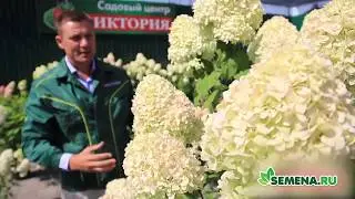 🌼🌼🌼 Гортензия «Лаймлайт»
