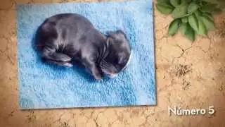 Crecimiento de un conejito en fotografías (13 fotos)
