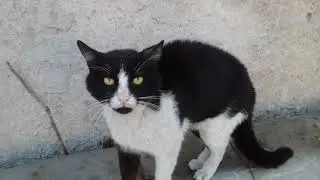 Тир