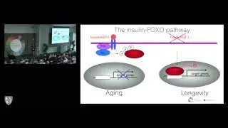 Approaching the Second Half of Life with Health and Vitality: Research on Longevity and Aging