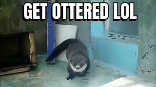 GET OTTERED LOL