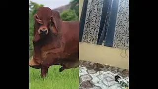 #cow #redcow #bull #cattle #haiderhaiderrecords #animals #horse #animal #calf #buffalo