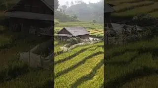All clips shot in Sapa during the first week of September 2024.