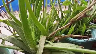 ALOE VERA PHILIPPINES