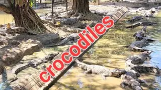 Samphran Crocodile🐊 @Firsttimebyncn