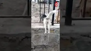 Dog got Stuck! 😂😂 | Funny Animals | Rare Video | Viral | Trending