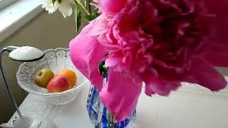 Купила цветы у бабушки Я дома....