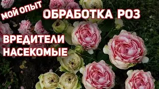15 летний опыт обработок роз от насекомых и др.вредителей! Только проверенные средства.