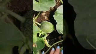 Выращиваем дыни на Северном Урале.