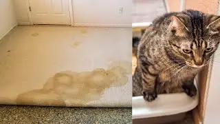 How to REMOVE Cat Pet URINE Smell on Carpet & Mattress!! (EASY & FAST) | Andrea Jean Cleaning