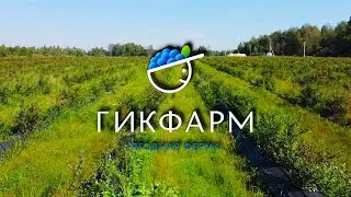 Ягодная ферма «Гикфарм» - процессы, ошибки, поедание ягод