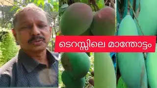 ടെറസിൽ നിറയെ മാങ്ങകൾ