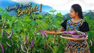 Lots of Brinjals! Curried them, stuffed with them & of course preserved them too | Traditional Me