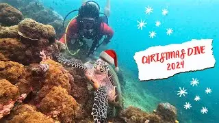 Celebrating Christmas 2024 at Anilao, Batangas! Christmas Dive with Turtles!