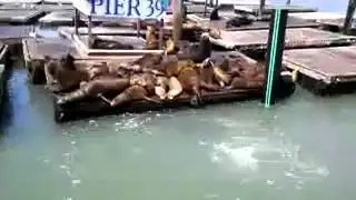 sea lions at fisherman's wharf, san francisco, cal