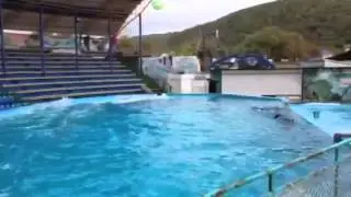 Галустян и дельфины