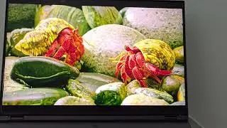 Legion 5 Pro Mini-LED Screen Upgrade Showcase