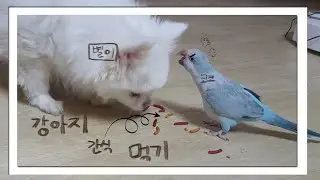 개간식 뺏어먹는 새들