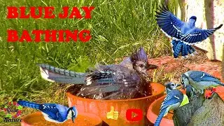 BLUE JAY & DOVE BATHING