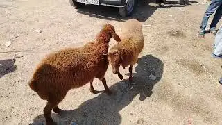 MAŞTAĞA. QOYUN. KEÇİ. BAZARI. 1.09.2024.  🐑. 🐐.    ).    🇦🇿
