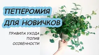Как легко выращивать ПЕПЕРОМИЮ дома. Пеперомия ямчатая.