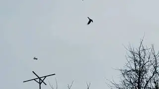 Голуби Казахстана. Маневр голубки, уход от вороны