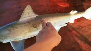 MALAKING shark nakuha ko