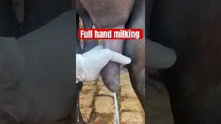 Milking l dr Umar khan