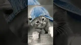 #крутые#кошки#пушистики#красивые#прикол#топ#лайк#