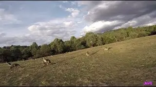 FPV - moxie
