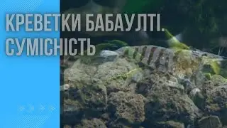 Креветки бабаулті. Сумісність