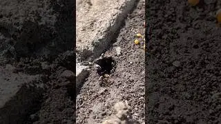 #ants