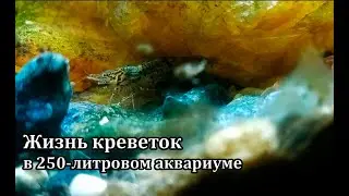 Неокаридины, амано, креветки-фильтраторы в 250-литровом аквариуме