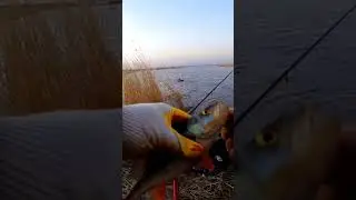 весенний окунь на поплавок , spring perch on a float 
