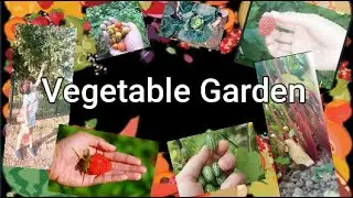 Full Vegetable Garden Tour  :   Alvina & Aleena