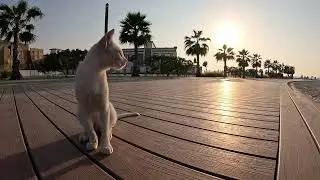 Jumeirah Beach | Dubai Cat 4k 🇦🇪🐈 2024