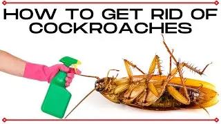 How To Get Rid Of Cockroaches in Kitchen. Cockroaches Killing Natural Way