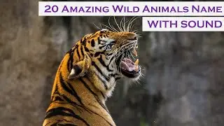 20 Amazing Wild Animals Name and Sound 2023 | LION | PANTHER | MONKEY | WOLF