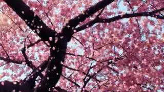 maria callas one fine day (madam butterfly)