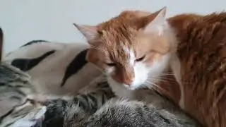 Урчашки, Умывашки