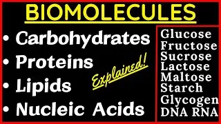 Biomolecules Carbohydrate Monosaccharides Disaccharides Polysaccharides Protein Nucleic Acid Lipids