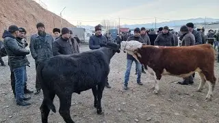 МОЛБОЗОРИ Ш.ИСТАРАВШАН БУКАХОИ ПАРОДА ИМРУЗ ДАР БОЗОР...