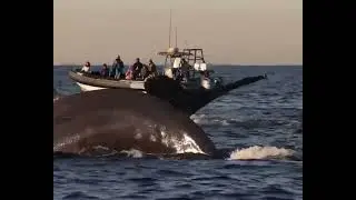#shorts #whale  #motivation line #successful line #funny #amazing #karan_kumar_mahato (4)