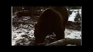 Медведи проснулись в красноярском заповеднике «Столбы»